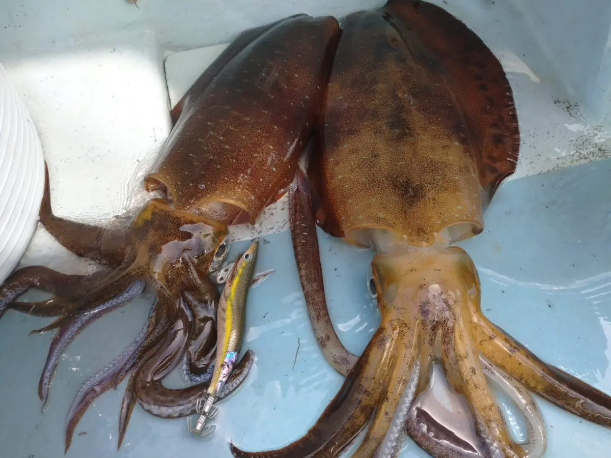 釣れたー！でかいアオリイカ